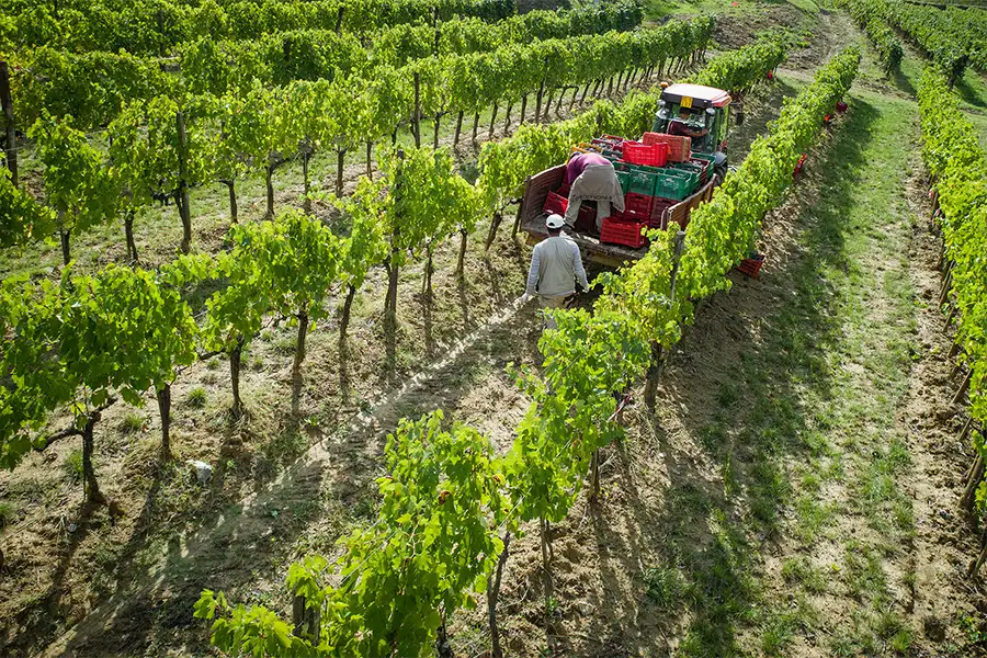 Aerial view of grape harvest, with workers loading crates onto a tractor between rows of lush green vines in a Tuscan vineyard. 