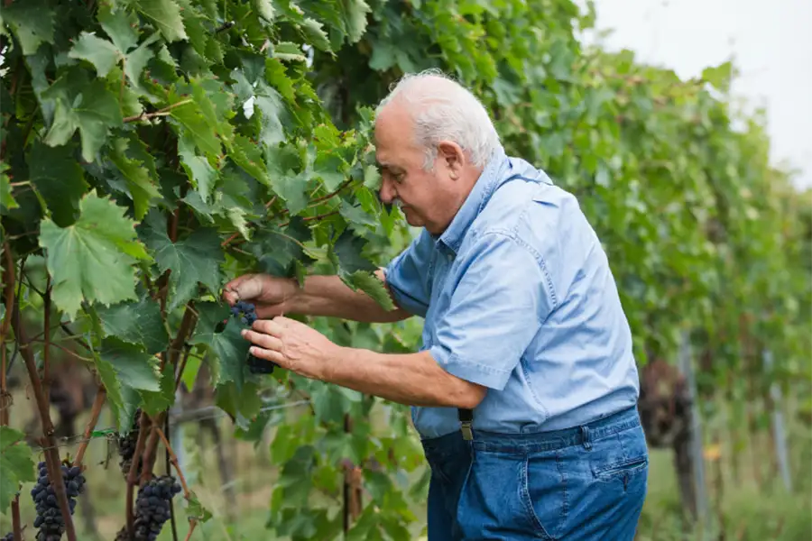 Elderly man harvesting grapes in a vineyard, wearing a blue shirt and denim overalls, surrounded by grape-laden vines. 