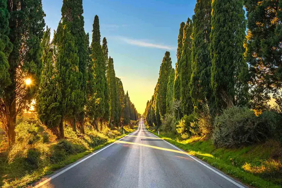 Scenic road lined with tall cypress trees at sunset in Bolgheri, Tuscany, Italy.